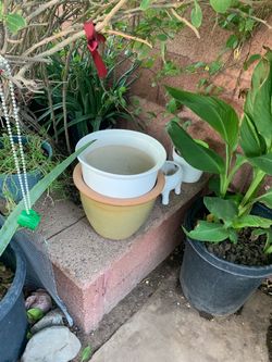 Planter and Plants Available