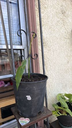 Mango tree