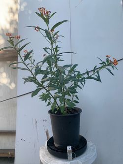 Milk weed plant