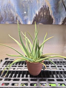 Aloe