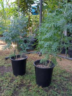 Ruda plants ☘️ for sale $10 dollar each one