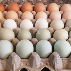 Barnyard Mix Fertile Hatching Eggs (Dual Purpose)