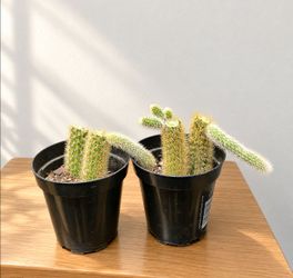 Golden rat tail cactus - Cleistocactus Winteri