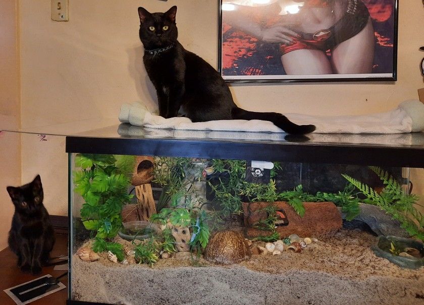 40 Gallon Tank With Metal Lid