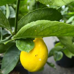 Meyer Lemon 