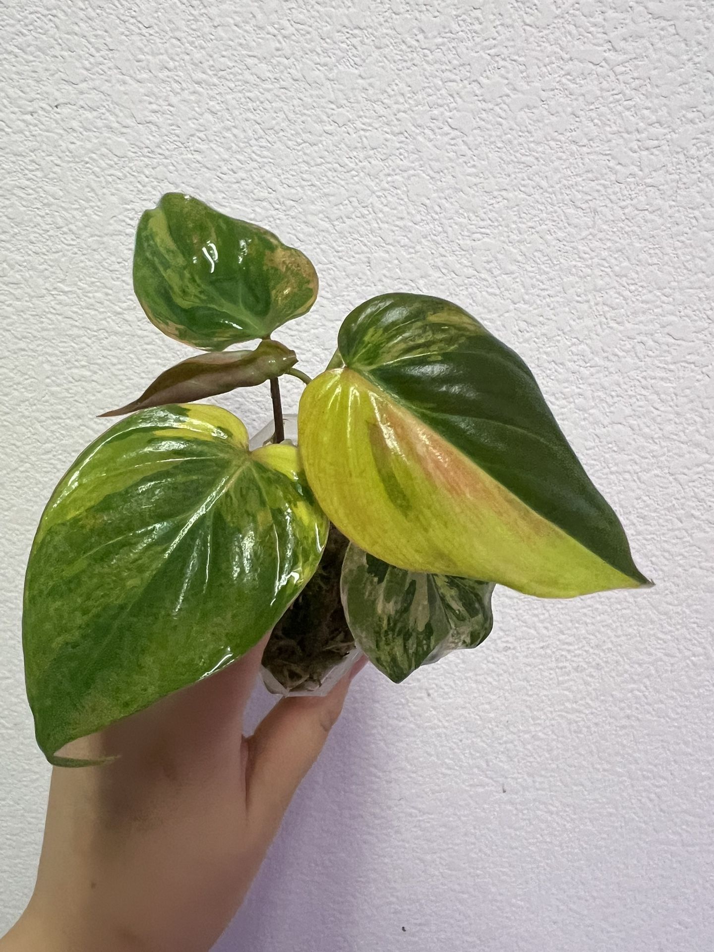Philodendron Milan Variegated Plant