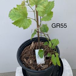 GR55- Kyoho Grapes Tree 巨峯葡萄樹