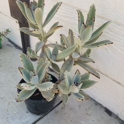 Potted Plant