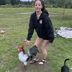 Yard Rooster