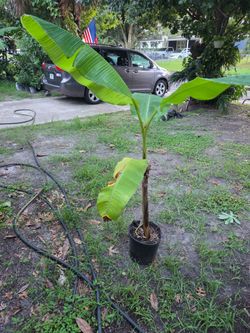 Platano macho Plant