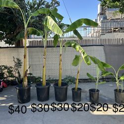 Banana Tree / Arboles De Platano **See Photo for Pricing**