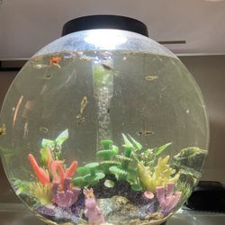 Biorb Freshwater Tank With Fish