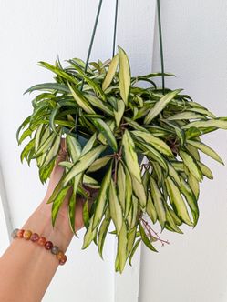 Hoya Wayetti Variegated Plant 6" Pot - Indoor House Plants