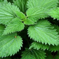 $1/oz Dried Stinging Nettle Leaf