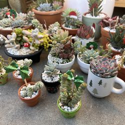 Succulent Arrangements 