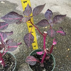 Blood Leaf Plant (Iresine) 4” pot $13 each or both for $24; 95820 Price Firm