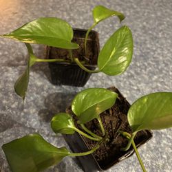 Pathos Plants Starts