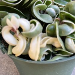 Rare Variegated Hindu Rope Hoya  Full 6” Pot