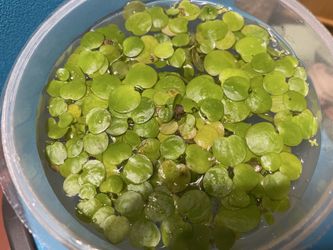 Aquarium floater Amazon frogbit for nano or shrimp tank