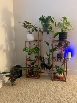 Indoor/Outdoor Plant Stands