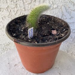 6 Inch Pot Cactus Plant - Monkey Tail Cactus Hildewintera Colademononis - Rooted & Established - Drought Resistant - 🌵 