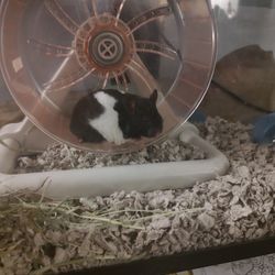 hamster and tank 