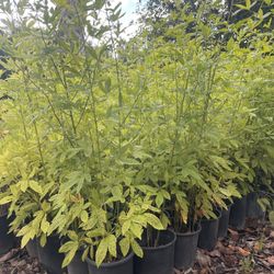 White Blackberry Plants- Olallieberry Plants- Currant Berry Plants- Marionberry Plants- Gooseberry Plants- Strawberry Plants- Grape Vines 