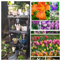 Flowers/ Flower Bulbs/ Easter Planters 5-20$