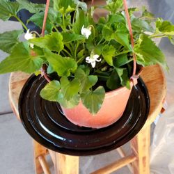 planta de violeta blanca