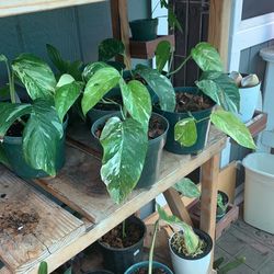 Epipremnum Pinnatum Variegated 