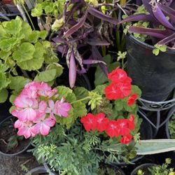 Geraniums Flower Plants 