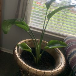 Nice indoor plant!    Potted!    Please 