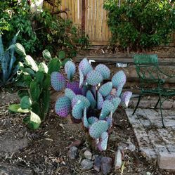 Cactus Green N Purple