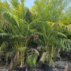 Podocarpus Over 4 Feet Tall Instant Primary Hedge For Fence Green Full