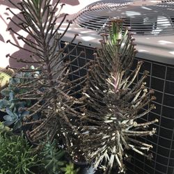 Succulent (chandelier plant/ Mother Of Millions)