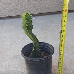 Small Cactus