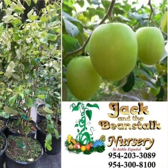 Jujube Thai Grafted Trees 3gal Apple Trees