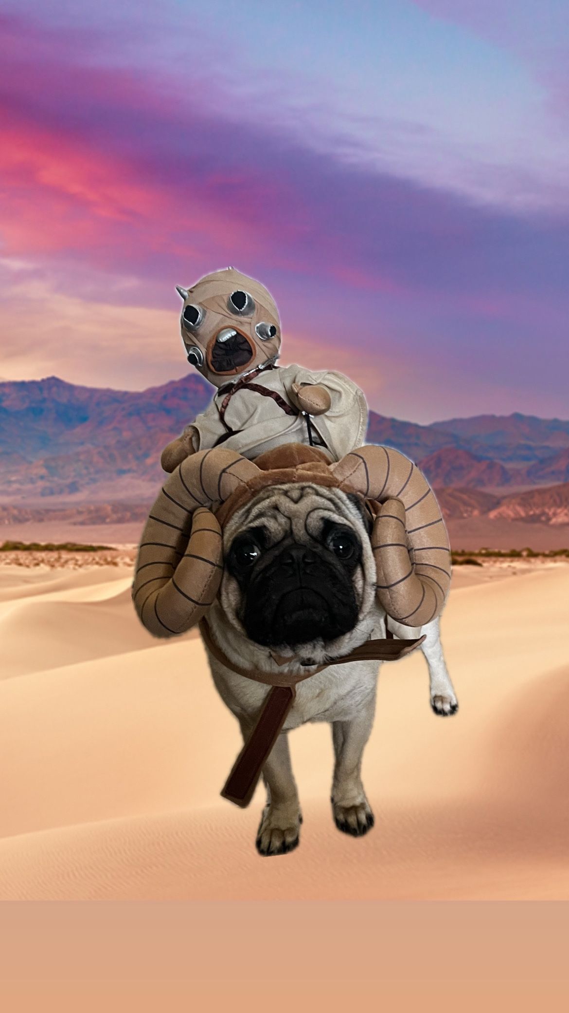 Star Wars Dog Costume