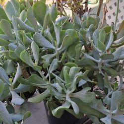 SUCCULENT- $8.00 ea