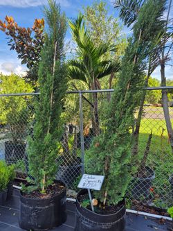 ITALIAN CYPRESS 30 GALLONS