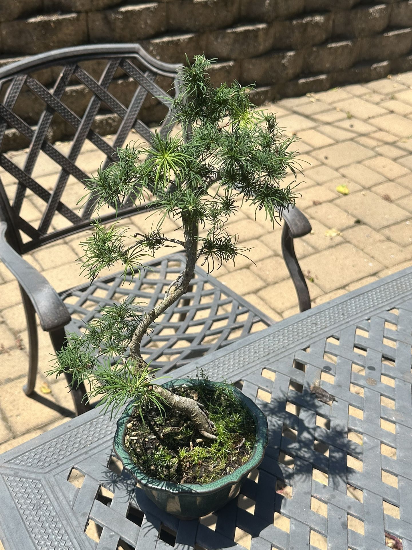 Japanese Larch Bonsai. Great Shape. Nice Roots.