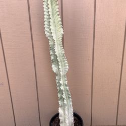 Euphorbia Ammak Variegated Item2