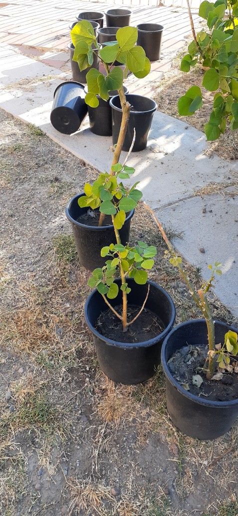 Árbol de Pito Flor de Salvadoreños