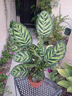 Calathea Makoyana "Peacock " Plant $30