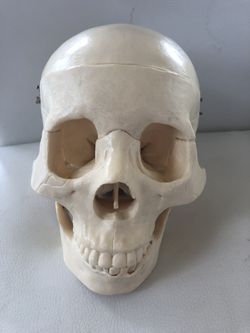 Budget Skull