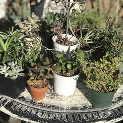 $3 Mini/ Small Plant