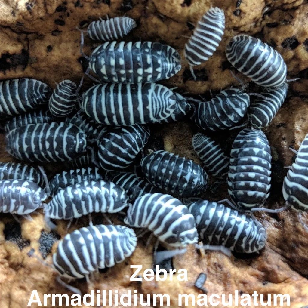 Isopods and Springtails