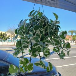N'Joy Pothos plant 