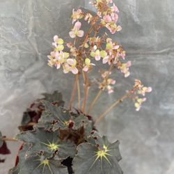 Begonia Blooming House Plant, In 8 Inch Por Pick Up Only 