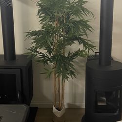Decorative Plants 